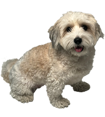 Cooper